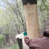 秦岭深山山野生杜仲片5000克 10斤 杜仲皮 已去粗皮 无硫切片
