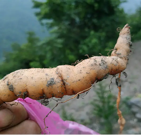 生地黄