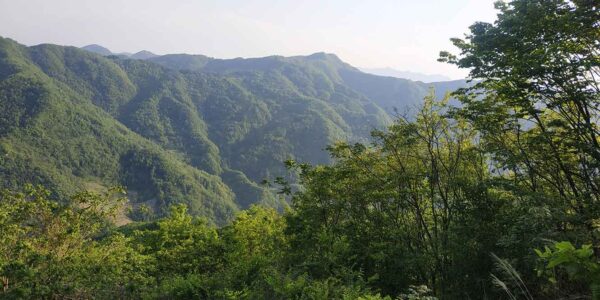 大山里的野生茯苓生长环境 大山里的野生茯苓生长环境