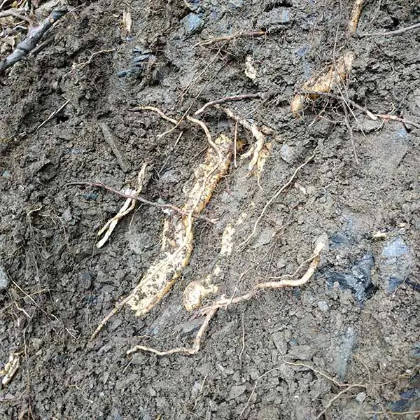 野生山药的生长环境 野生山药的生长环境