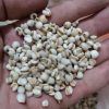 薏米仁500克 中药材薏米 新货薏米仁 coix seed 薏仁米  coix  薏 薏仁 薏米的功效与作用 - 图片 2