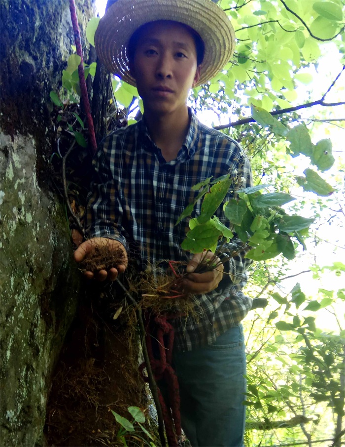 淫羊藿叶250克 仙灵脾叶子 圆叶淫羊藿 整片淫羊藿叶 | 山子堂