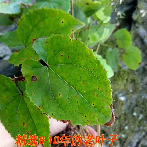 淫羊藿叶250克 仙灵脾叶子 圆叶淫羊藿 整片淫羊藿叶 | 山子堂