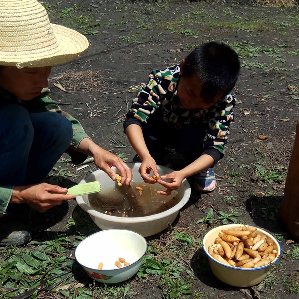 野生天门冬 天门冬500克 干天冬 野生天门冬 脱皮天冬条 | 山子堂