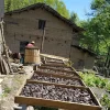 野生何首乌500克 polygonum multiflorum中药材赤何首乌 制何首乌 中药材白何首乌片 - 图片 2