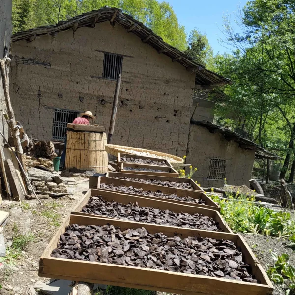 野生何首乌500克 polygonum multiflorum中药材赤何首乌 制何首乌 中药材白何首乌片 - 图片 2