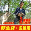何首乌