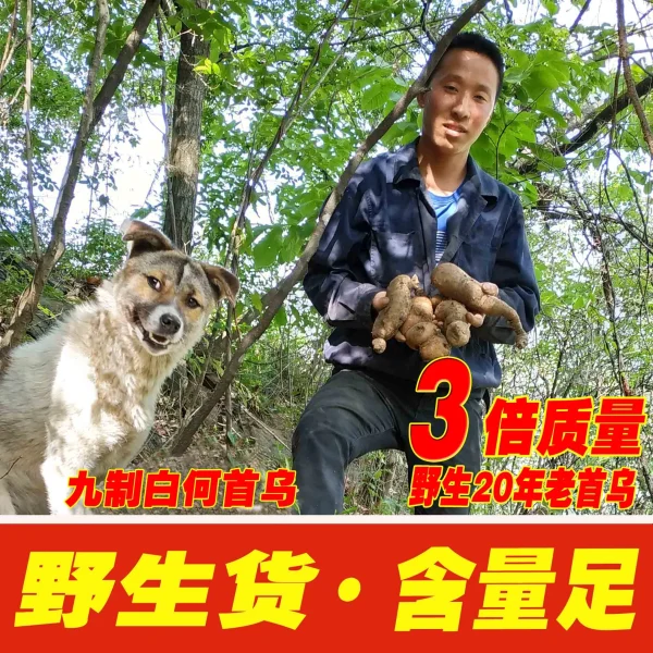 何首乌