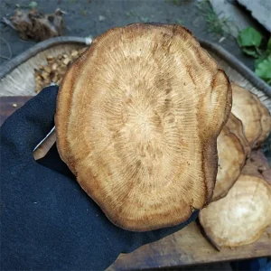 柴葛根