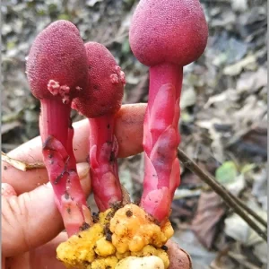深山野生蛇菰500克 蛇菰晒干蛇菰 无硫蛇菰