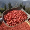 枸杞500克  红枸杞茶 gouji 中药材枸杞图片 lycium 枸杞泡水  lycium barbarum  wolfberry クコの実 枸 枸杞子 goji berry - 图片 4