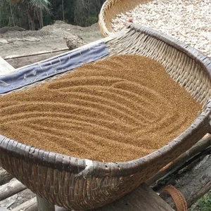 菟丝子