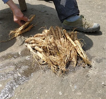 人蔘 人参片500克 生晒参 인삼 ginseng root 人參 林下参 panax 人参图片 panax ginseng | 山子堂