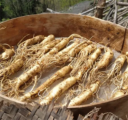 人蔘 人参片500克 生晒参 인삼 ginseng root 人參 林下参 panax 人参图片 panax ginseng | 山子堂