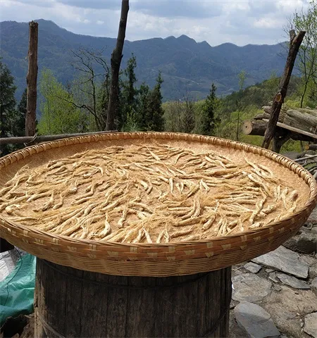 人蔘 人参片500克 生晒参 인삼 ginseng root 人參 林下参 panax 人参图片 panax ginseng | 山子堂