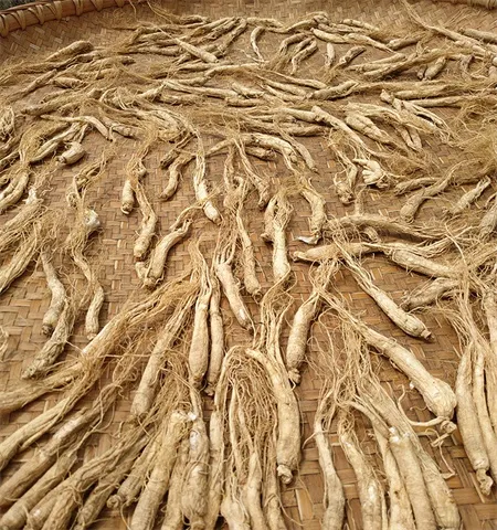 人蔘 人参片500克 生晒参 인삼 ginseng root 人參 林下参 panax 人参图片 panax ginseng | 山子堂