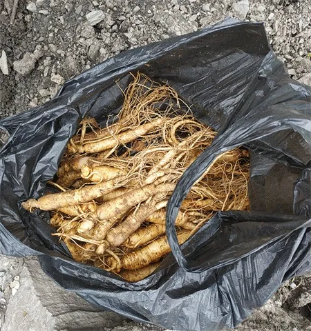 人蔘 人参片500克 生晒参 인삼 ginseng root 人參 林下参 panax 人参图片 panax ginseng | 山子堂