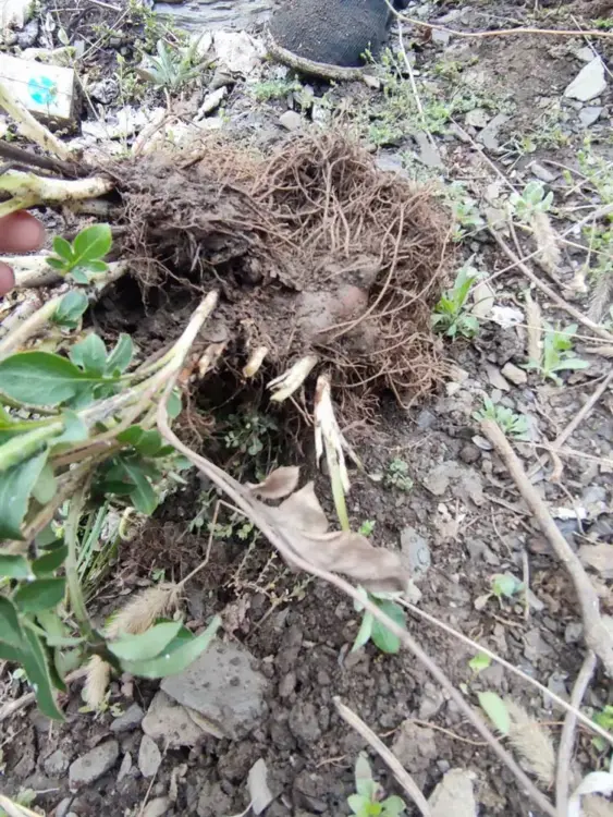 野生白术株苗 野生白术株苗