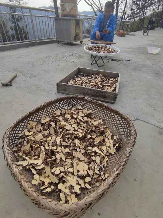 切片野生白术现场 切片野生白术现场