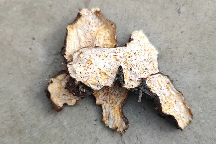 朱砂点明显的野生白术片