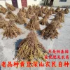农村土黄豆老品种黄豆 大豆 soybeans 毛豆2500克