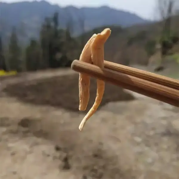太子参500克 中药材太子参 孩儿参 - 图片 4
