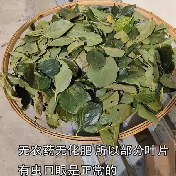 柿子树叶500克 干片柿子叶 中药材柿子叶 - 图片 2
