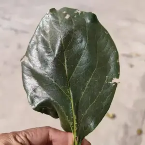 柿子叶