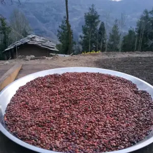 枣仁