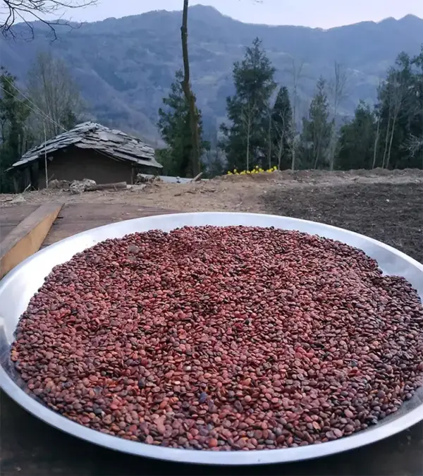 枣仁