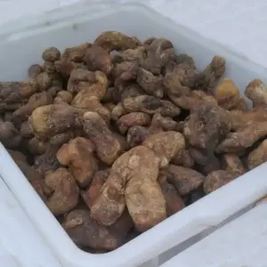 野生生黄精 干黄精个子500克 生黄精片 黄精毛料 黄精干的