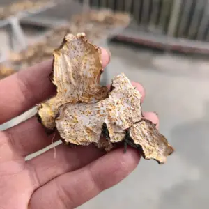 野生白术片500克  全网少有品种中药材白术  於术 非常珍贵