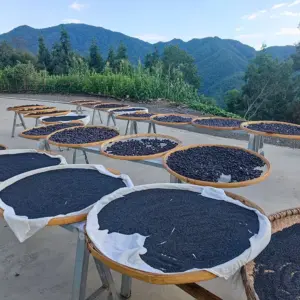 高山黑芝麻500克  农村土芝麻黑芝麻 无沙淘洗中药材黑芝麻 药食两用