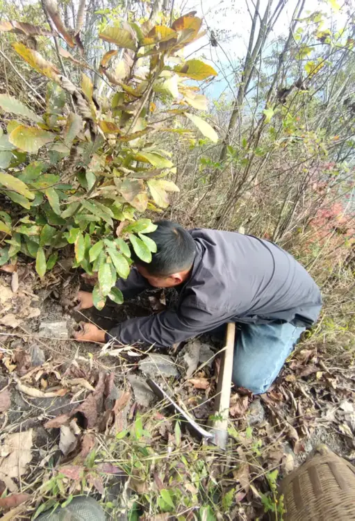 采挖野生药材 采挖野生药材