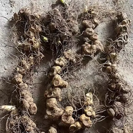 百年野生黄精 特级高年份野生黄精