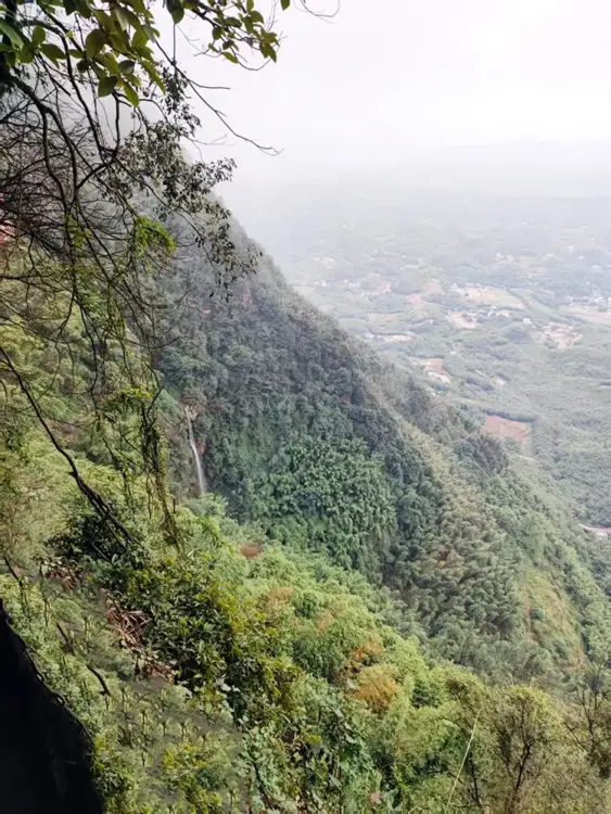 野生药材生长环境 悬崖采野生中药材